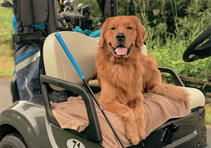 Jackson the Golden Retriever Redwoods Golf Course